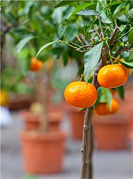 柑橘,树上