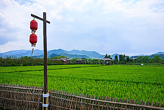 稻田,绿色,禾苗