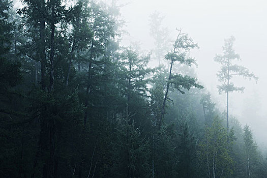 雾气,原始森林,大兴安岭