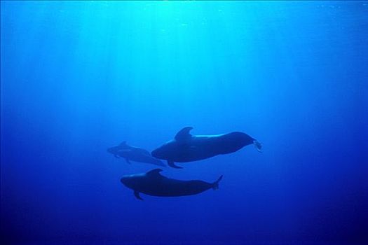 大吻巨头鲸,短肢领航鲸,水下,夏威夷