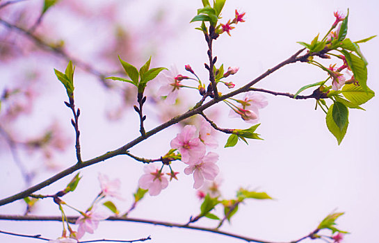 樱花特写