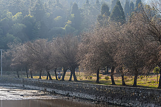 树,蓝天,田野,山,背景,牛,寺庙,村庄,山岗,河,池塘,湖,水,岸