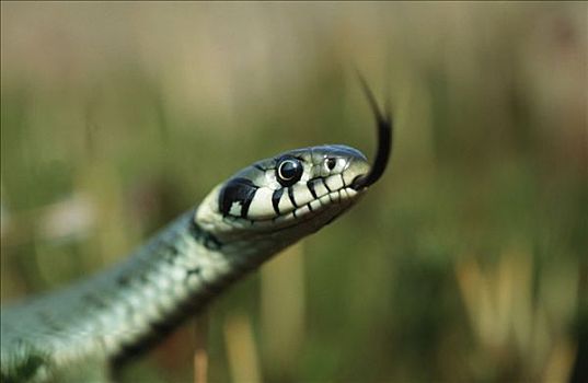 草蛇,德国,游蛇