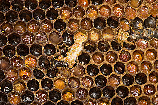 蜜蜂,意大利蜂,蜂巢,蜂蜜,室内,蜂窝,诺曼底