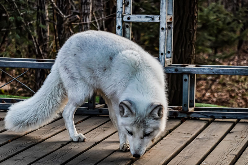 中国长春净月潭森林公园里出没的白色狐狸