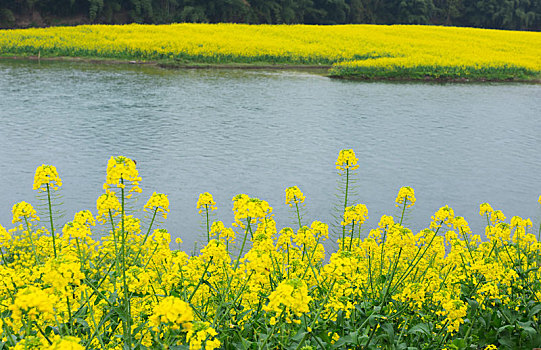 油菜花