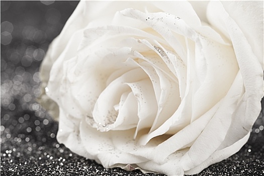 白色蔷薇,闪闪发光,闪光,背景