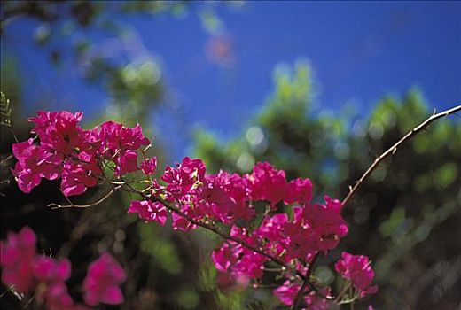 夏威夷,恐龙湾,鲜明,粉色,叶子花属,枝条,蓝天