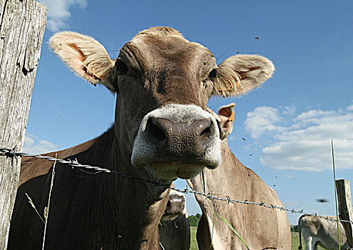 褐色,瑞士,母牛,看,上方,刺铁丝网,特写