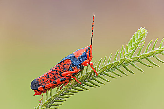 蝗虫,植物,卡卡杜国家公园,北领地州,澳大利亚
