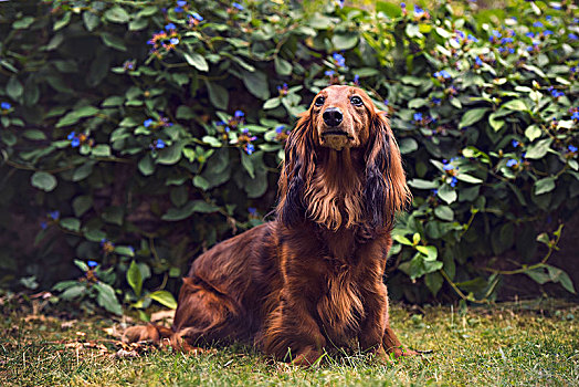 长发,达克斯猎狗,家犬,坐,正面,灌木丛,瑞士,欧洲