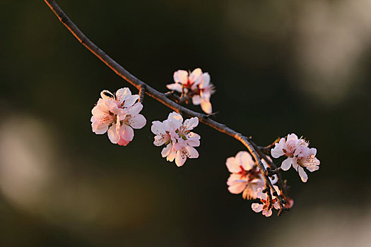 逆光下的山桃花