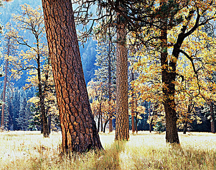 加利福尼亚,内华达山脉,优胜美地国家公园,美国黄松,树干,黑色,橡树,栎属,草地,优胜美地山谷,大幅,尺寸