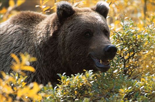 肖像,棕熊,德纳里国家公园,室内,阿拉斯加,夏天