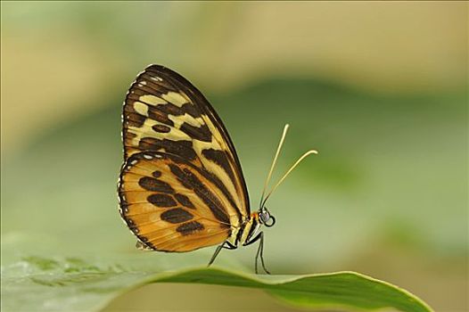蝴蝶,坐,叶子,厄瓜多尔,南美