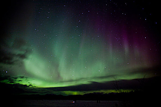 北方,极光,北极光,帘,绿色,紫色,靠近,育空地区,加拿大