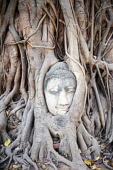 泰国玛哈泰寺的佛头