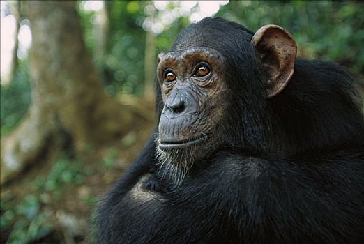 黑猩猩,类人猿,思考,肖像,加蓬