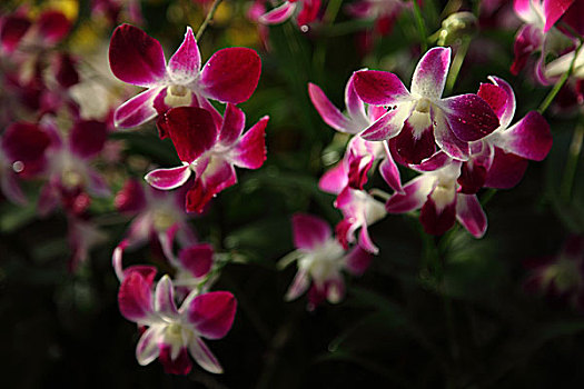 南山兰花节