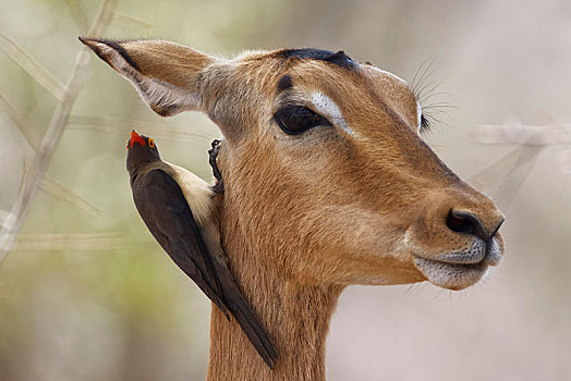 红嘴牛椋鸟,悬挂,颈部,雌性,黑斑羚,克鲁格国家公园,南非,非洲