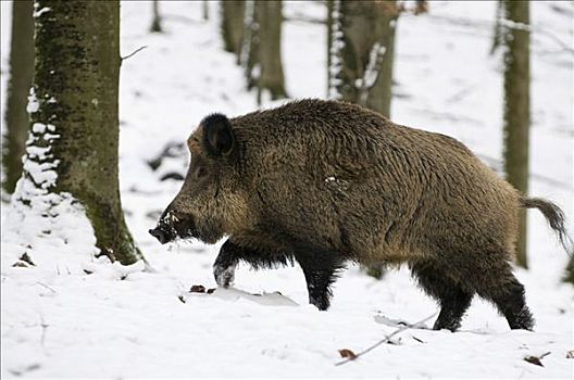 野猪,雪中