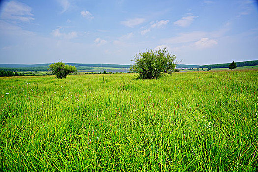 草原,牧场,绿草,旷野