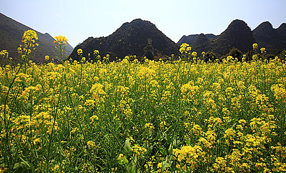 万峰林风光