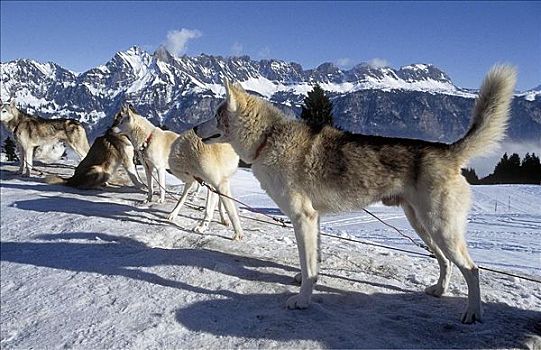 西伯利亚,哈士奇犬,哺乳动物,宠物,雪中,冬天,冬季运动,狗拉雪橇,动物