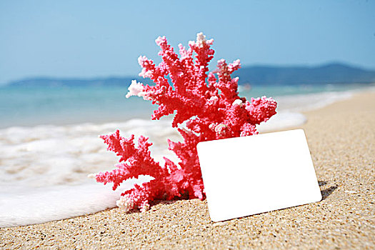 特写,珊瑚,卡,海滩