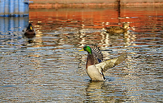 北京冬日的绿头鸭