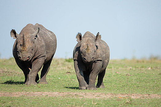 黑犀牛,女性,幼兽,塞伦盖蒂,裂谷省,肯尼亚,非洲