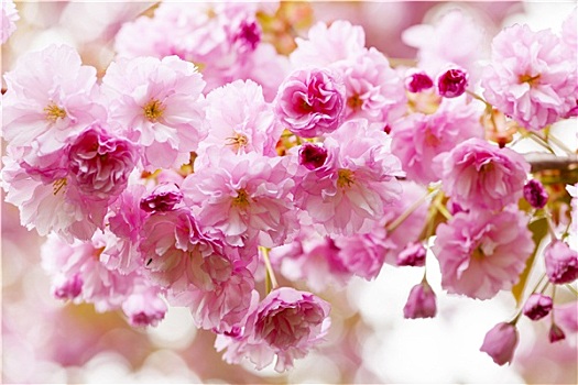 樱花,春天,樱桃树