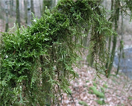 苔藓,枝条