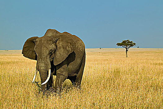 非洲象,高,夏天,草,马赛马拉,肯尼亚