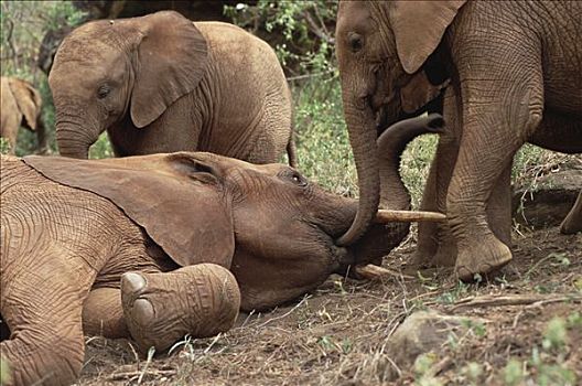 非洲象,幼兽,探索,孤儿,东察沃国家公园,肯尼亚