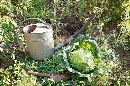 舀具,洒水壶,卷心菜,花园