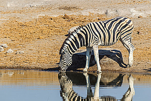 平原斑马,马,斑马,喝,水坑,埃托沙国家公园,纳米比亚,非洲