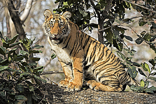 皇家,孟加拉虎,虎,幼兽,坐,树干,树,拉贾斯坦邦,国家公园,印度,亚洲