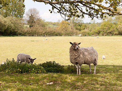 两只,羊,羊羔,地点,树,看,可爱