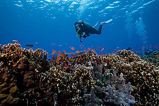 潜水,鱼群,鱼,健康,珊瑚,泻湖,斐济