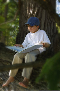 男孩,坐,树上,读,书本