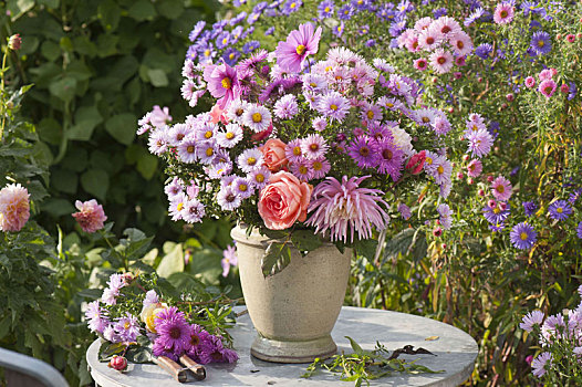秋季花束,紫苑属,玫瑰,大丽花