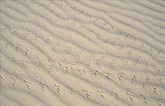 动物脚印,沙子