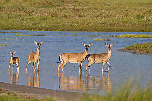 白尾鹿,湖,德克萨斯,美国