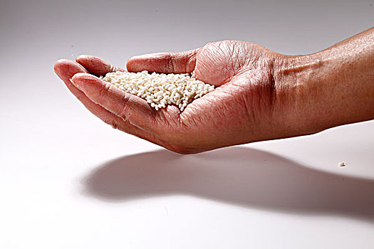 大米糯米,手掌,粮食