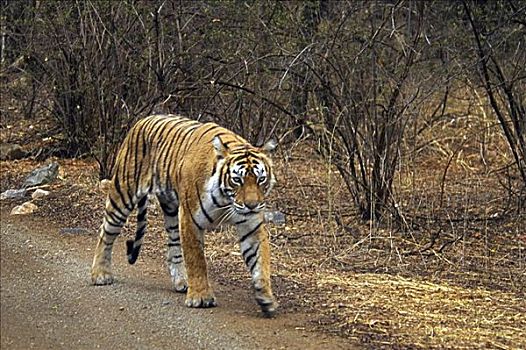 虎,走,土路,伦滕波尔国家公园,拉贾斯坦邦,印度