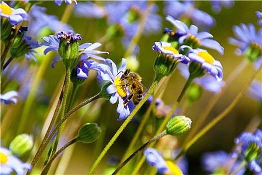 蜜蜂,蓝色背景,花