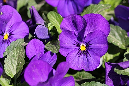 紫色,三色堇,花