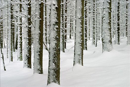 冬日树林,冷杉,树干