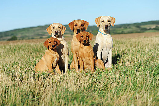 拉布拉多犬,黄色,狗,家族,坐,草地,奥地利,欧洲